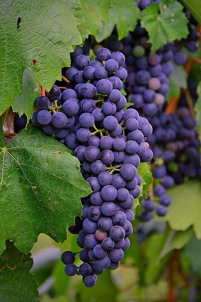 Grapes
Fruity Wine