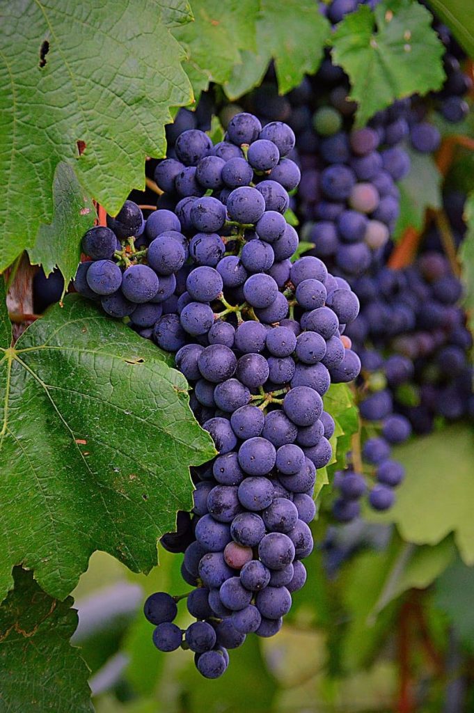 Merlot Grapes