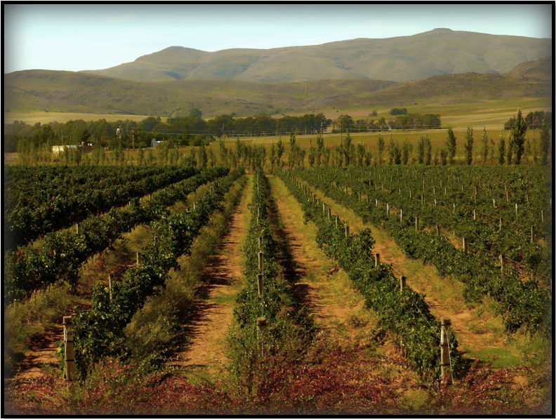 Vines in France