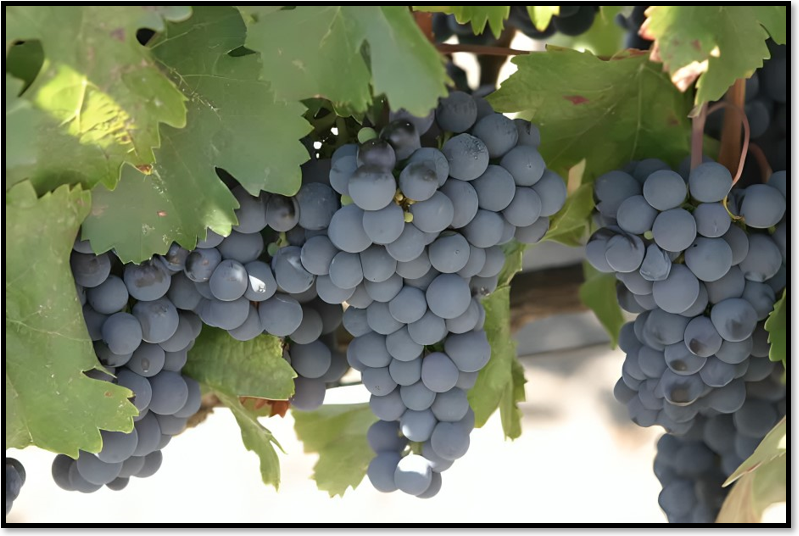 Malbec Grapes